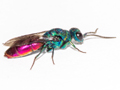 Chrysis ignita